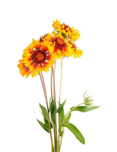 Fleurs de Gaillardia isolés sur fond blanc. Belles fleurs d'été.