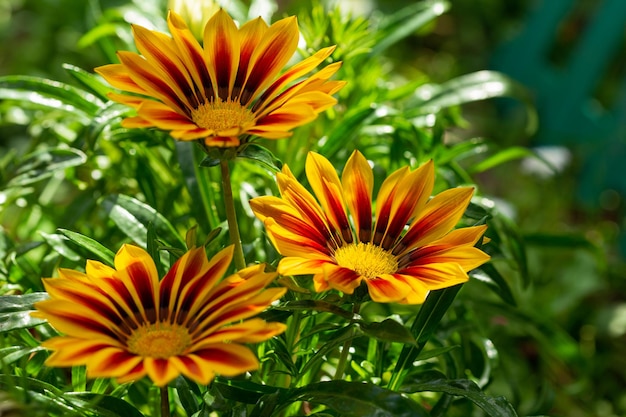 Fleurs de Gazania ou marguerite africaine dans un jardin