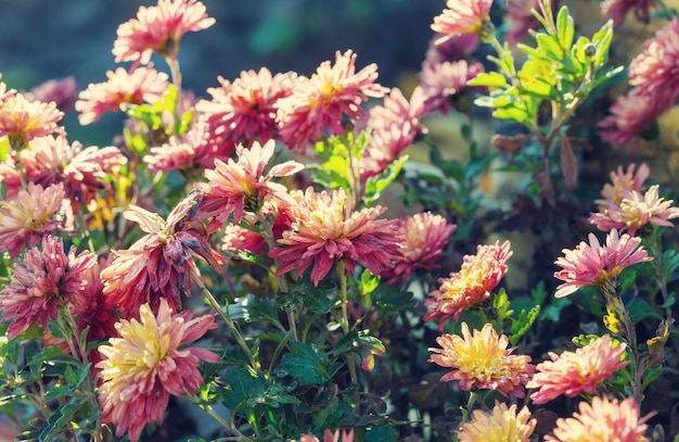 Fleurs gelées d'automne