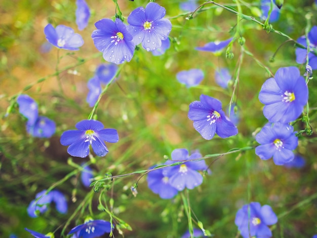 Fleurs De Géranium Bleu Avec Des Gouttes De Pluie Dans Le Jardin Ou Le Jardin Avant.