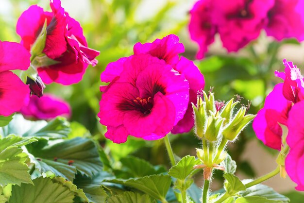 Fleurs de géranium de fleur rose avec des feuilles vertes