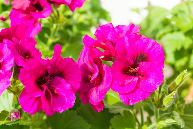 Fleurs de géranium de fleur rose avec des feuilles vertes