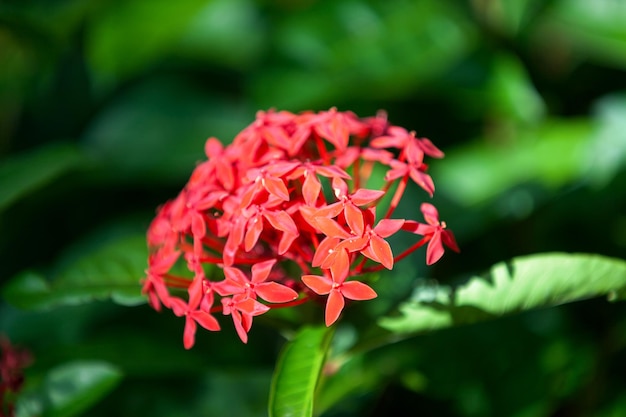 Fleurs de géranium de la jungle