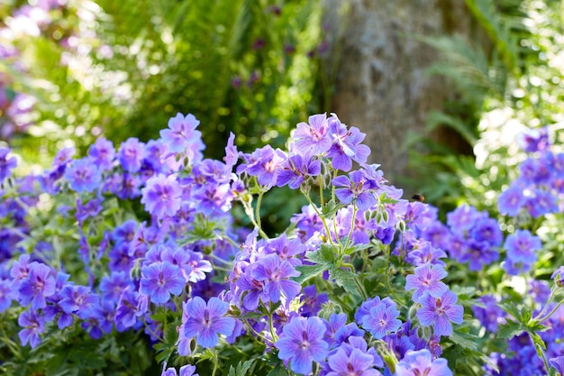 Fleurs de géranium des prés dans une forêt verte en été Plantes violettes poussant dans un jardin botanique luxuriant au printemps Belles plantes à fleurs violettes bourgeonnant dans son environnement naturel en été