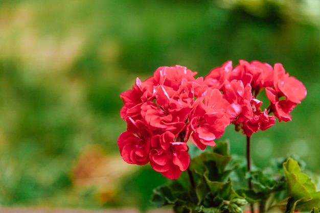 Fleurs de géranium rouge sur fond vert