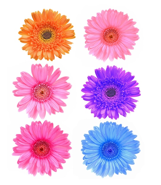 Photo fleurs de gerbera colorées isolé sur fond blanc