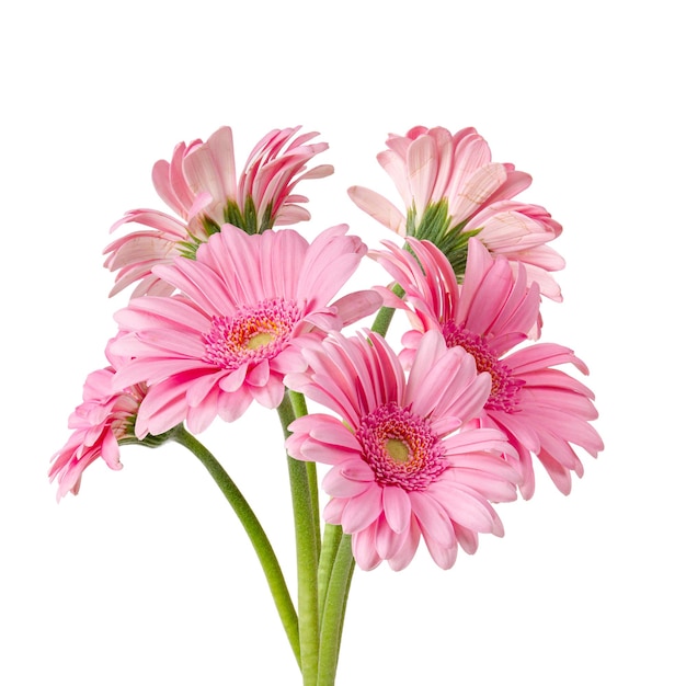 Fleurs de Gerbera sur fond blanc