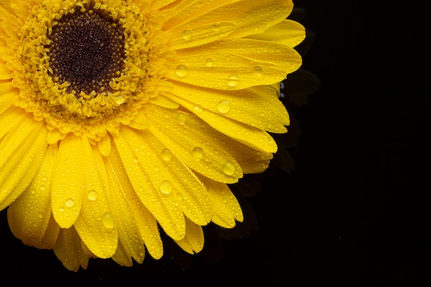 Fleurs de gerbera jaune avec des pétales