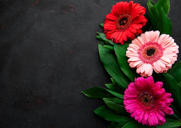 Fleurs de gerbera lumineuses sur fond noir