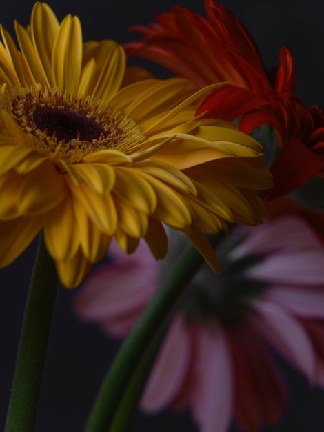 Fleurs de gerbera multicolores