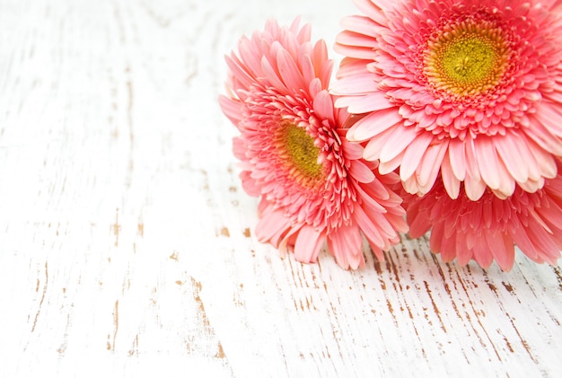 Fleurs de gerbera rose