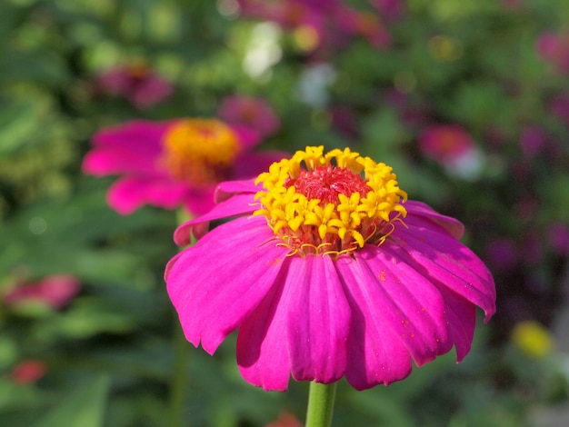 Fleurs de gerbera