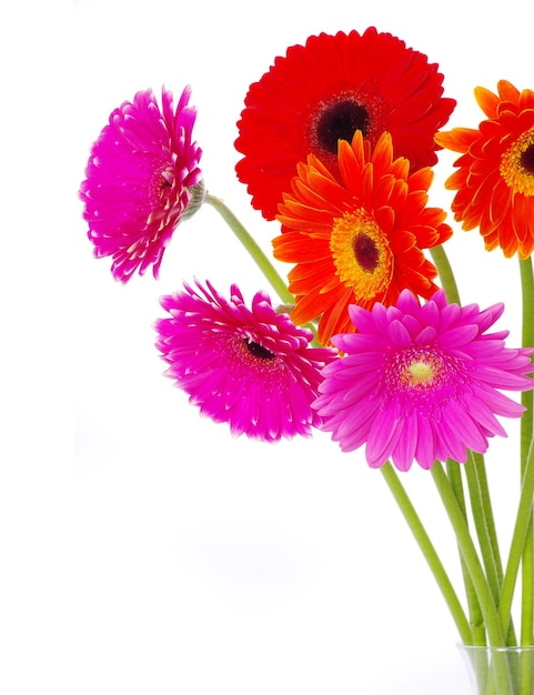 Fleurs gerbera