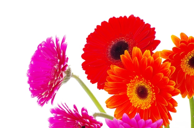 Fleurs gerbera