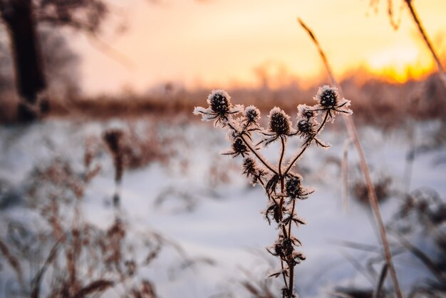 Fleurs Givrées Dans La Lumière Du Coucher Du Soleil