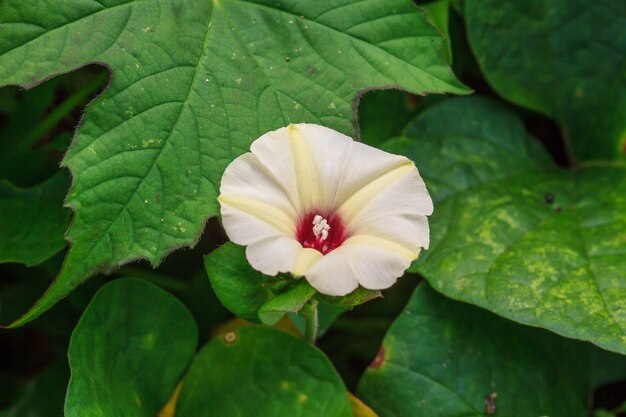 Fleurs de la gloire du matin