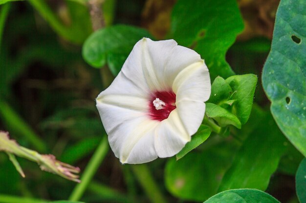 Fleurs de la gloire du matin