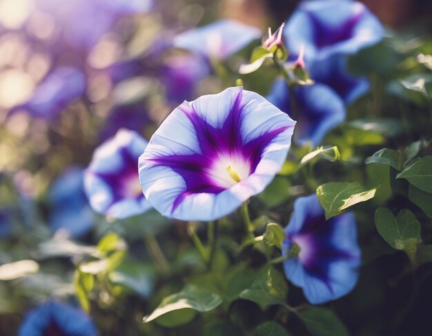 Photo les fleurs de la gloire du matin