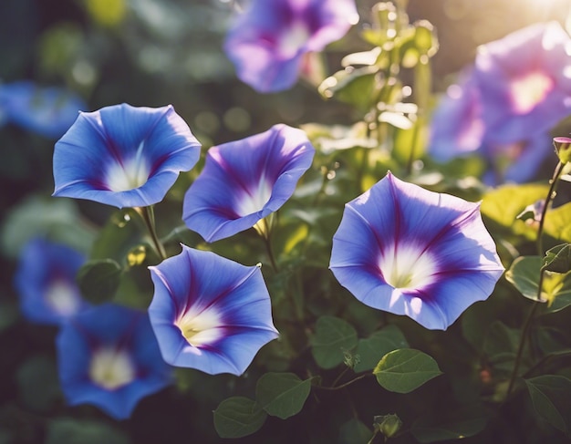 Photo les fleurs de la gloire du matin