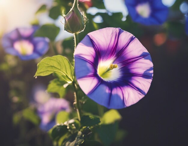 Les fleurs de la gloire du matin