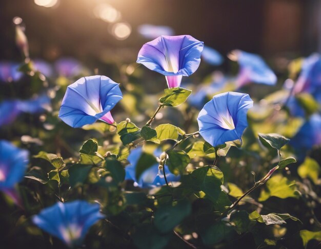 Photo les fleurs de la gloire du matin