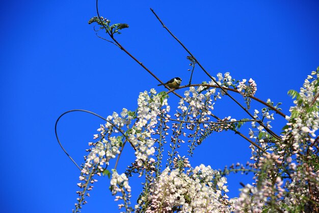 Fleurs de glycine pourpre blanche ou arbre de haricot ou oiseau de vigne et de mésange pourpre avec fond de ciel bleu