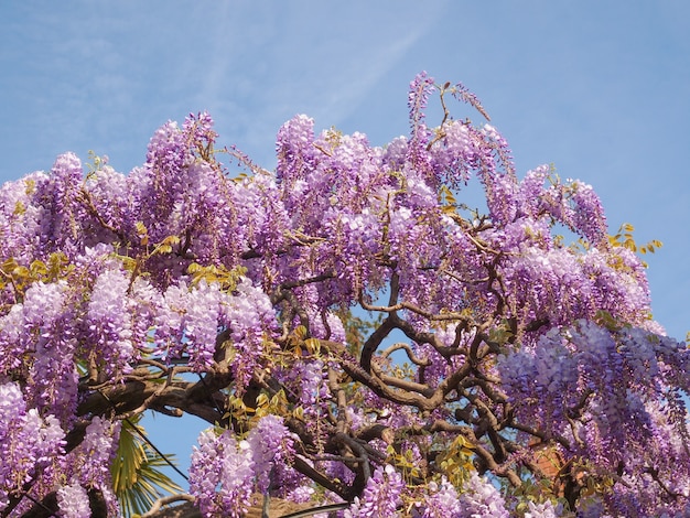 Fleurs de glycine rose