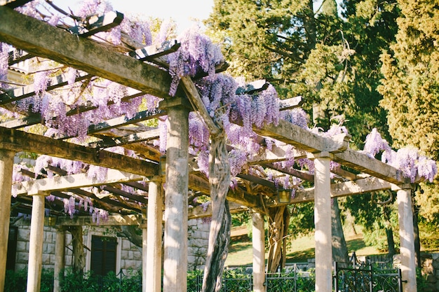 Fleurs de glycine violette sur une arche avec poutres en bois sur des piliers en pierre dans une cour avec une porte