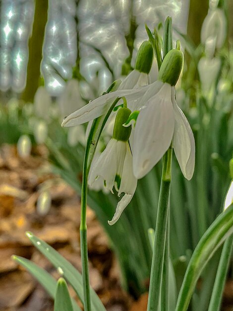 Les fleurs de gousset de neige Galanthus nivalis au printemps