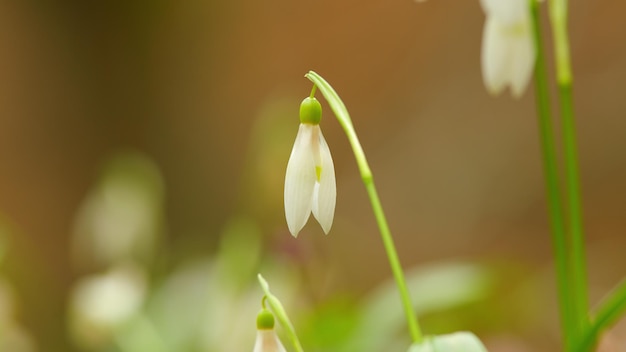 Fleurs de goussette de neige de printemps qui fleurissent par une journée ensoleillée au début de l'hiver plante bulbeuse à fleurs de printemps