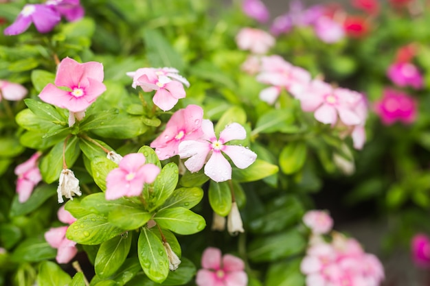 Fleurs avec gouttes de pluie dans le jardin, pervenche des Antilles, Catharanthus roseus, fleur de Vinca, Bringht Eye