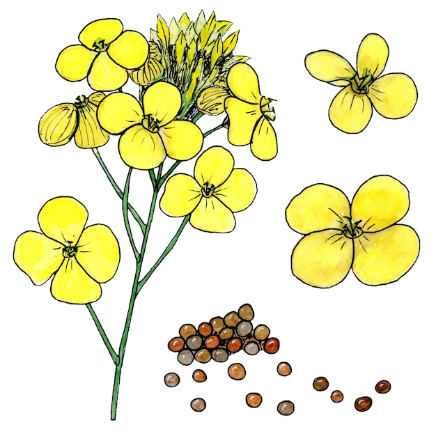 Fleurs et graines de canola isolés sur fond blanc dessin d'esquisse aquarelle