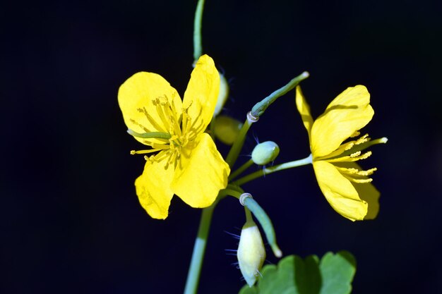 Fleurs de grande chélidoine Chelidonium majus une plante médicinale bien connue