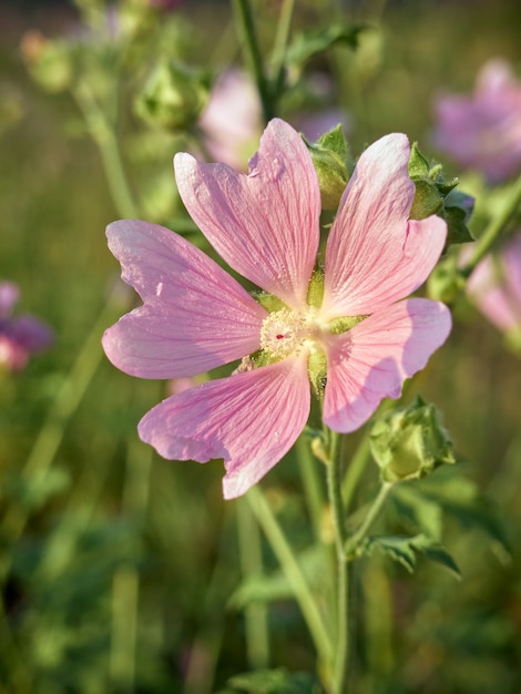 Fleurs de guimauve rose