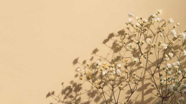 Fleurs de gypsophile blanc sur fond beige copie spce