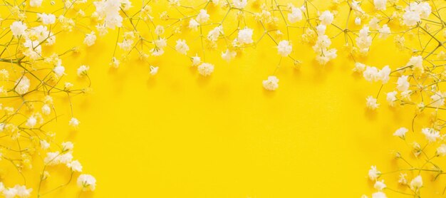 Fleurs de gypsophile blanche sur fond jaune