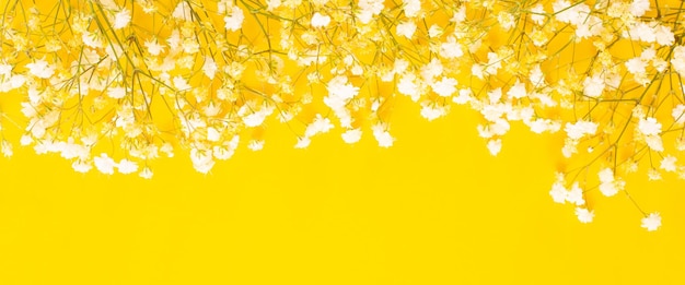 Fleurs de gypsophile blanche sur fond jaune