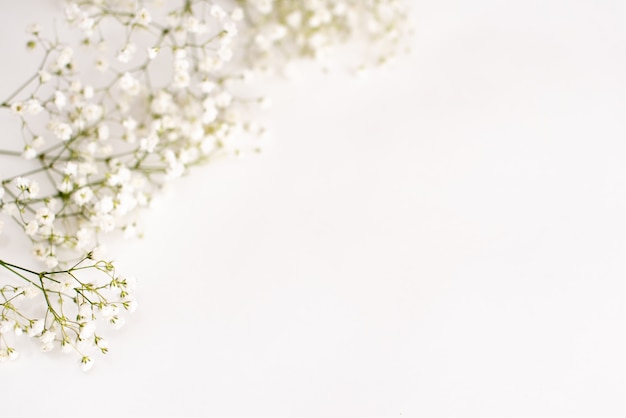 Fleurs de gypsophile sur fond blanc. Fond délicat pour les cartes