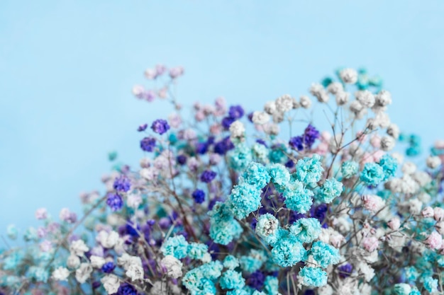 Fleurs de gypsophile sur fond bleu