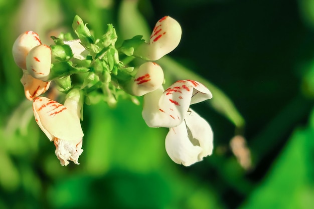 les fleurs de haricots blancs poussent dans une ferme maraîchère. concept de culture de haricots