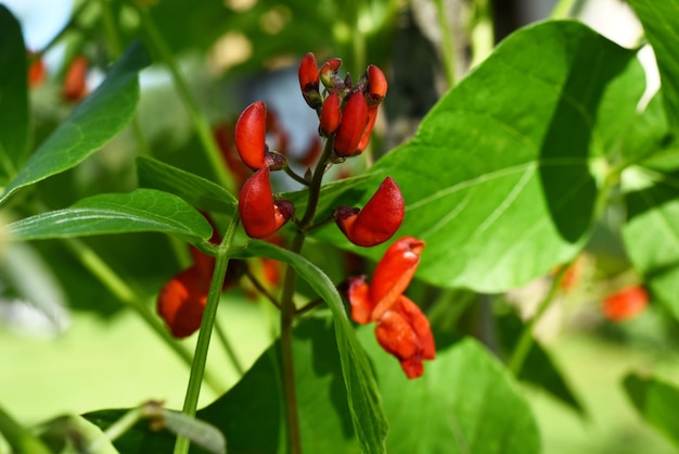 Fleurs de haricots blancs et rouges sur un fond de ciel bleu. Les haricots de jardin fleurissent pendant l'été