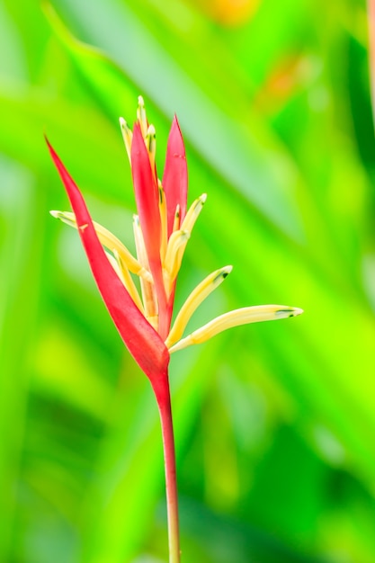 Fleurs Heliconia jaunes et rouges