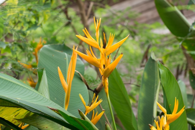 Fleurs d&#39;Heliconia