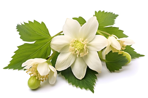 Fleurs d'hellébore blanches et feuilles vertes isolées sur fond blanc