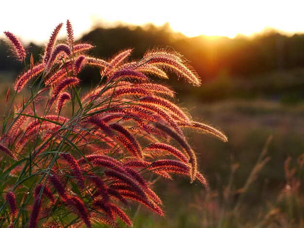 fleurs d&#39;herbe au coucher du soleil