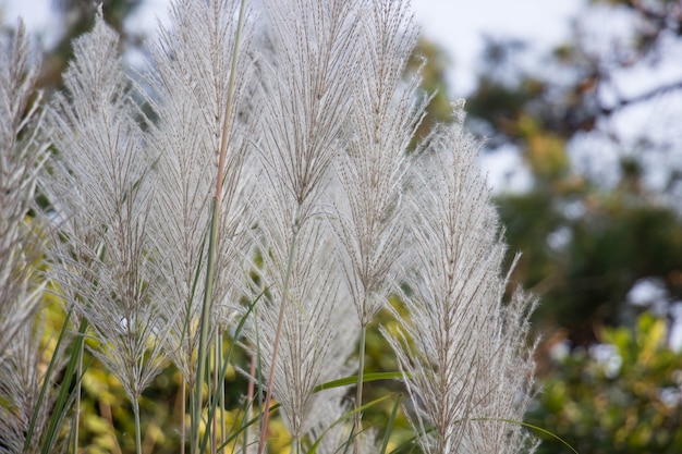 Photo fleurs d'herbe blanche avec fond nature