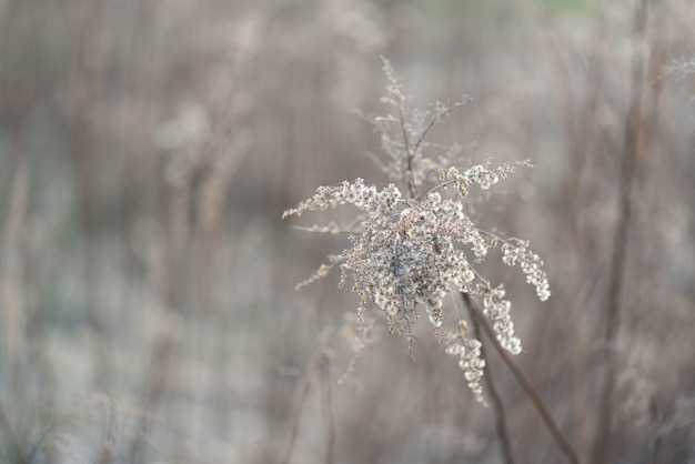 Fleurs d&#39;herbe bois mort au printemps fond naturel