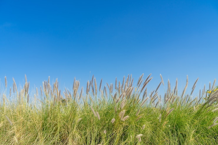 Photo fleurs d'herbe et ciel bleu avec espace de copie
