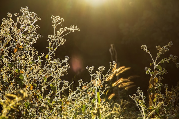 Fleurs, herbe, coucher de soleil, briller