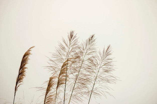 Les fleurs de l&#39;herbe dans le ciel